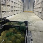 ACG-47-Muestras-de-Testeo-del-Kiwi-150x150