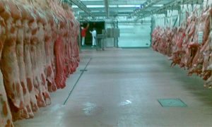 RIG-pisos-01-300x180